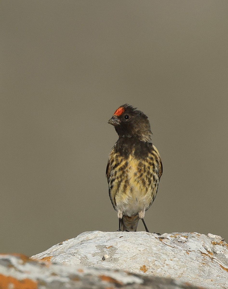Fire-fronted Serin - ML618467594