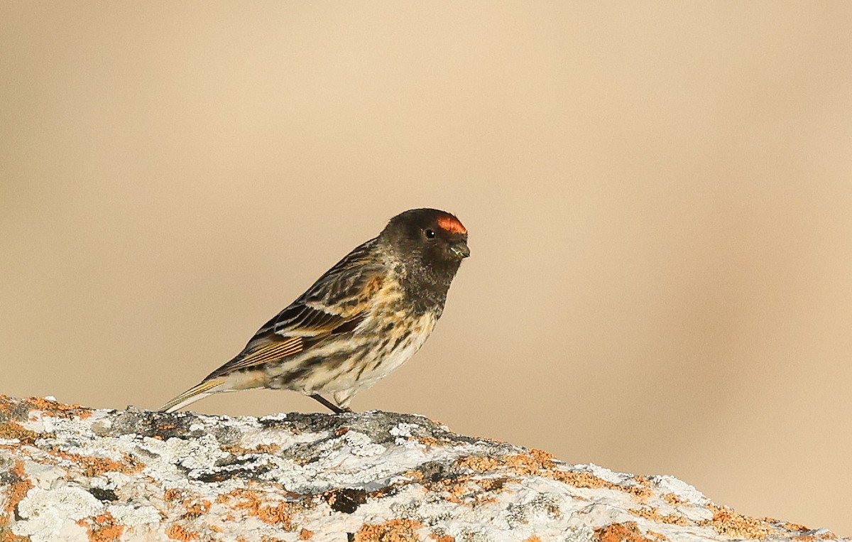 Fire-fronted Serin - ML618467605