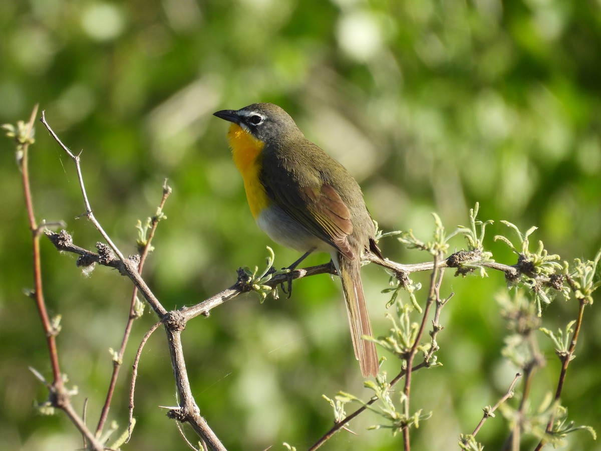 Yellow-breasted Chat - Tonie Hansen