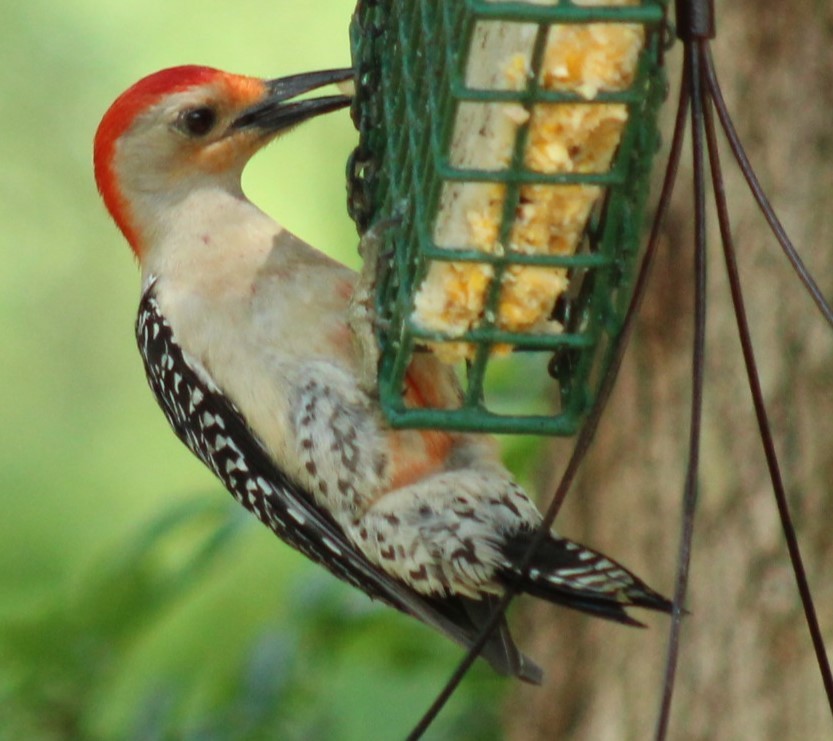Red-bellied Woodpecker - ML618467626