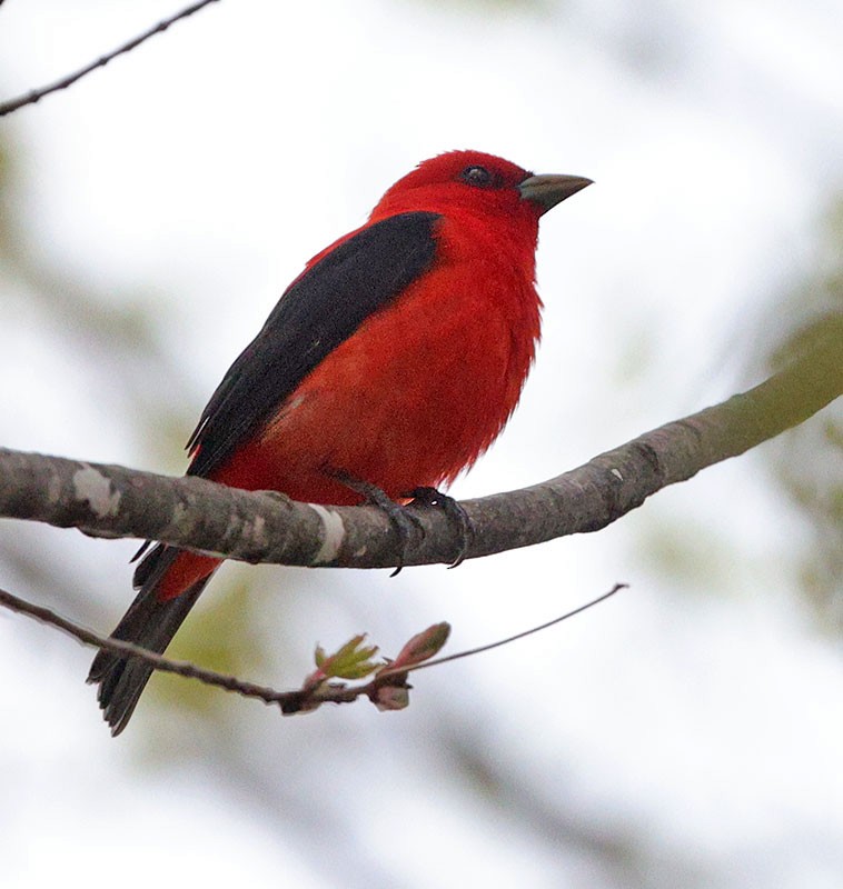 Scarlet Tanager - ML618467628