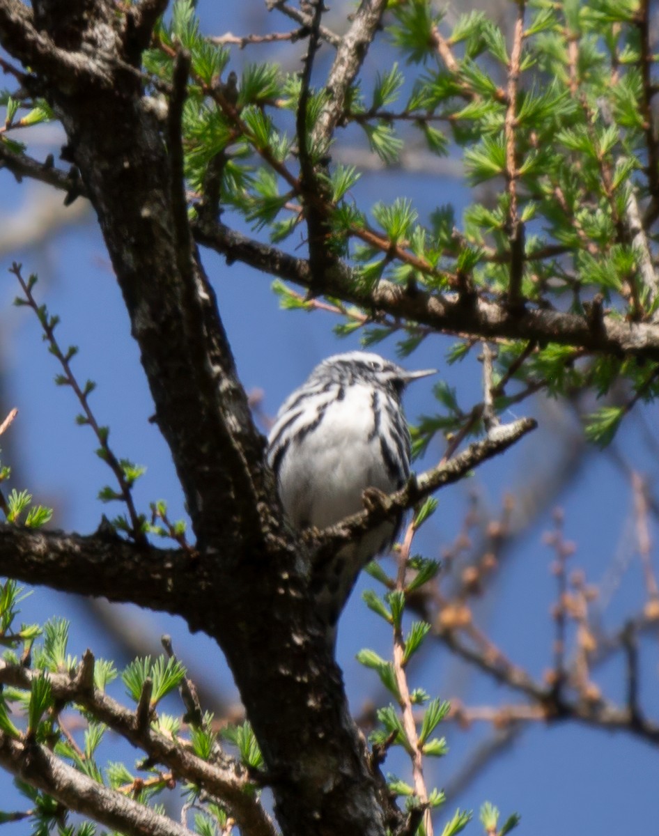 Black-and-white Warbler - ML618467645
