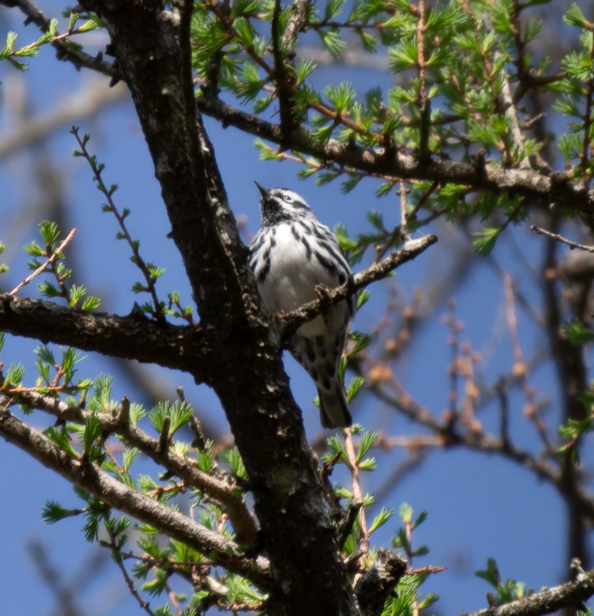 Black-and-white Warbler - ML618467646