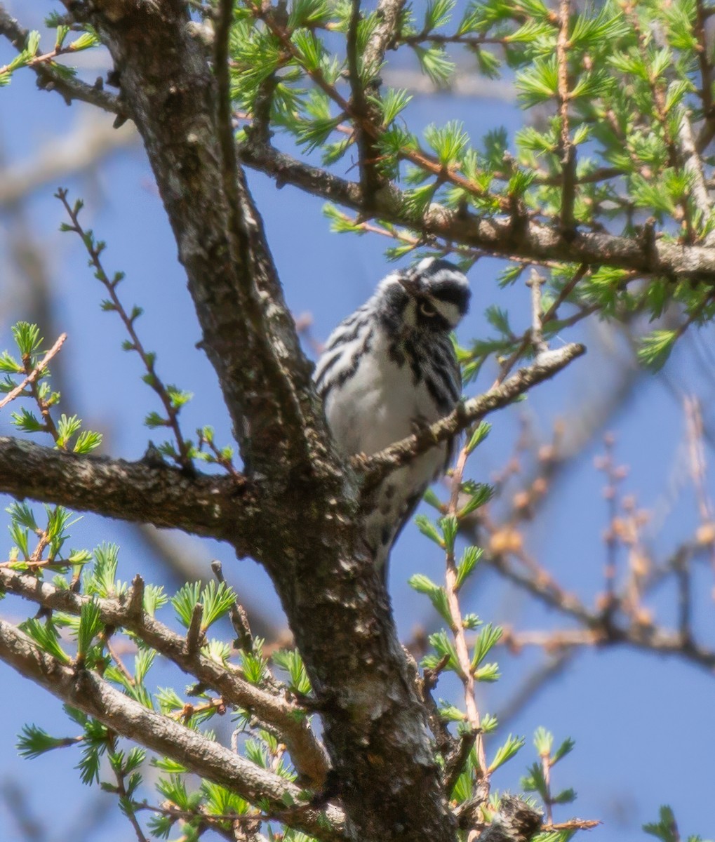 Black-and-white Warbler - ML618467647