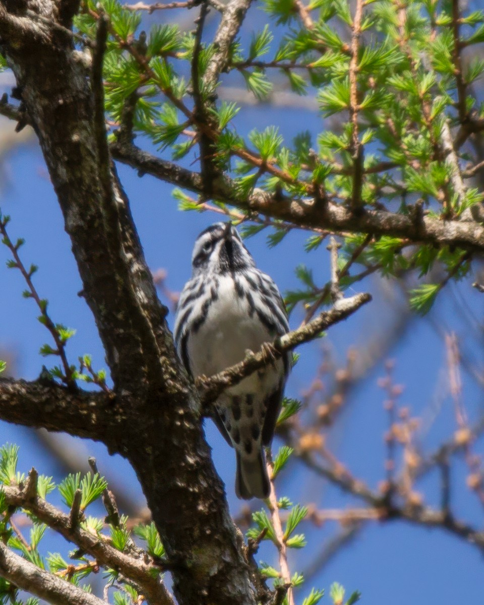 Black-and-white Warbler - ML618467648