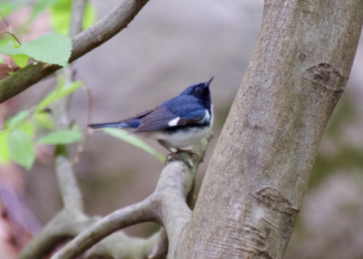 Black-throated Blue Warbler - ML618467655