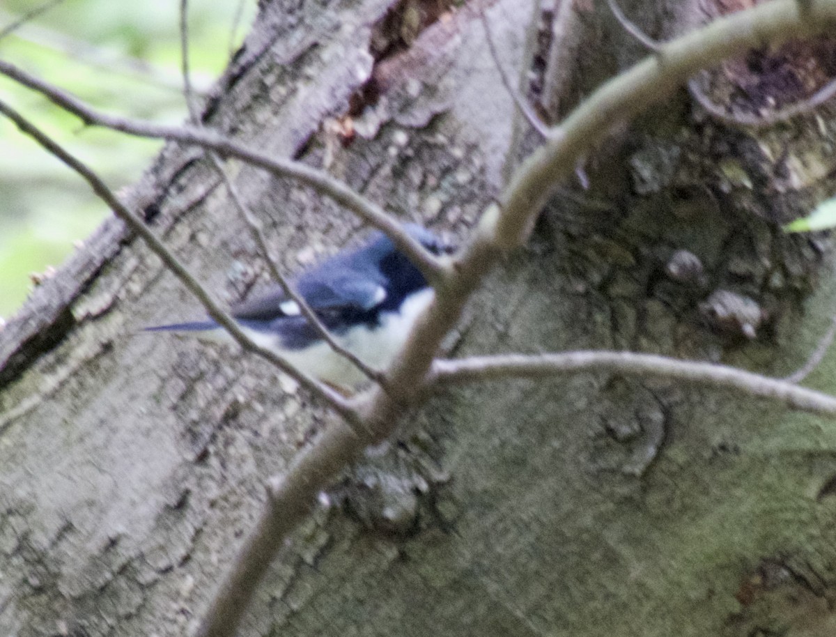 Black-throated Blue Warbler - ML618467662