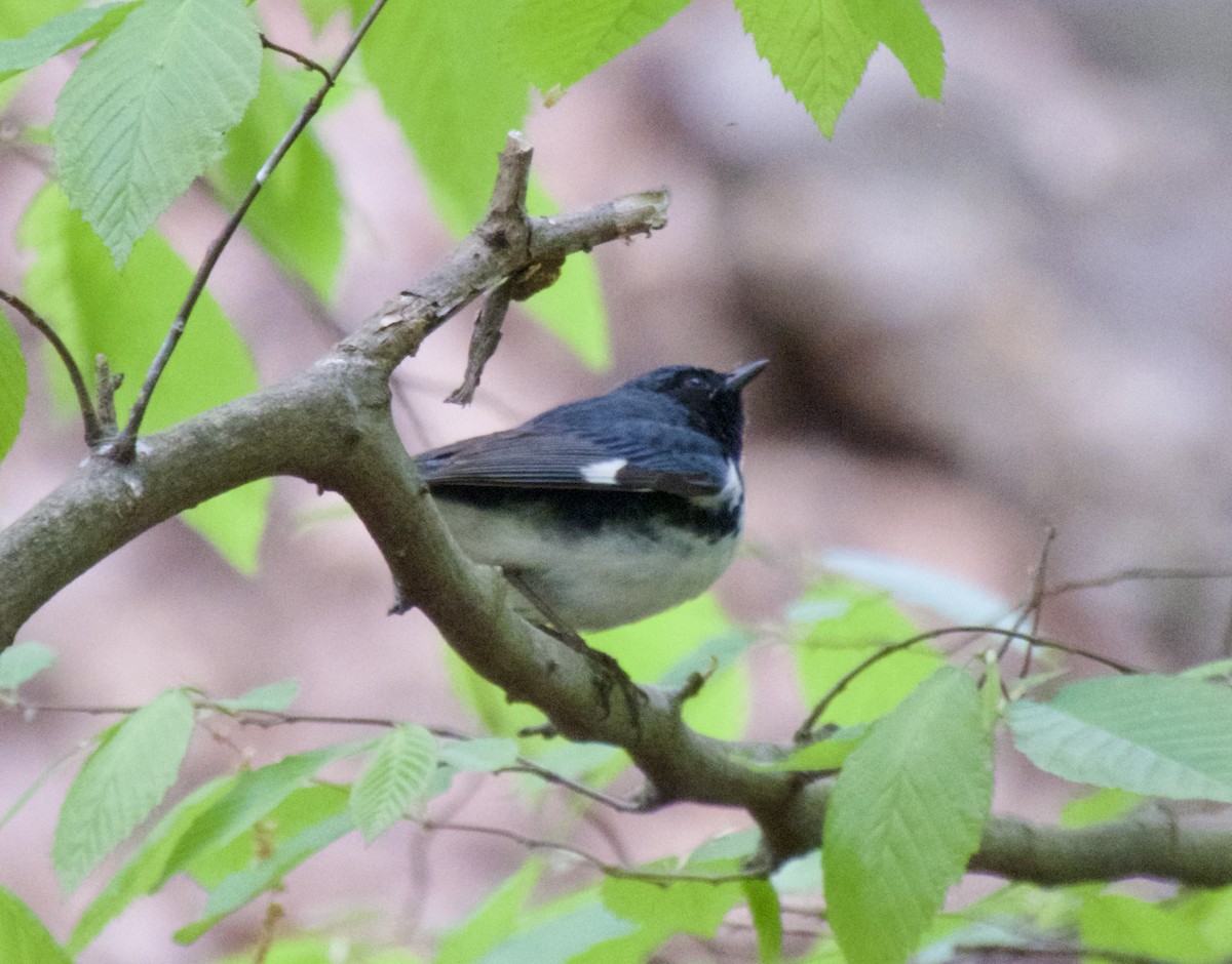 Black-throated Blue Warbler - ML618467674
