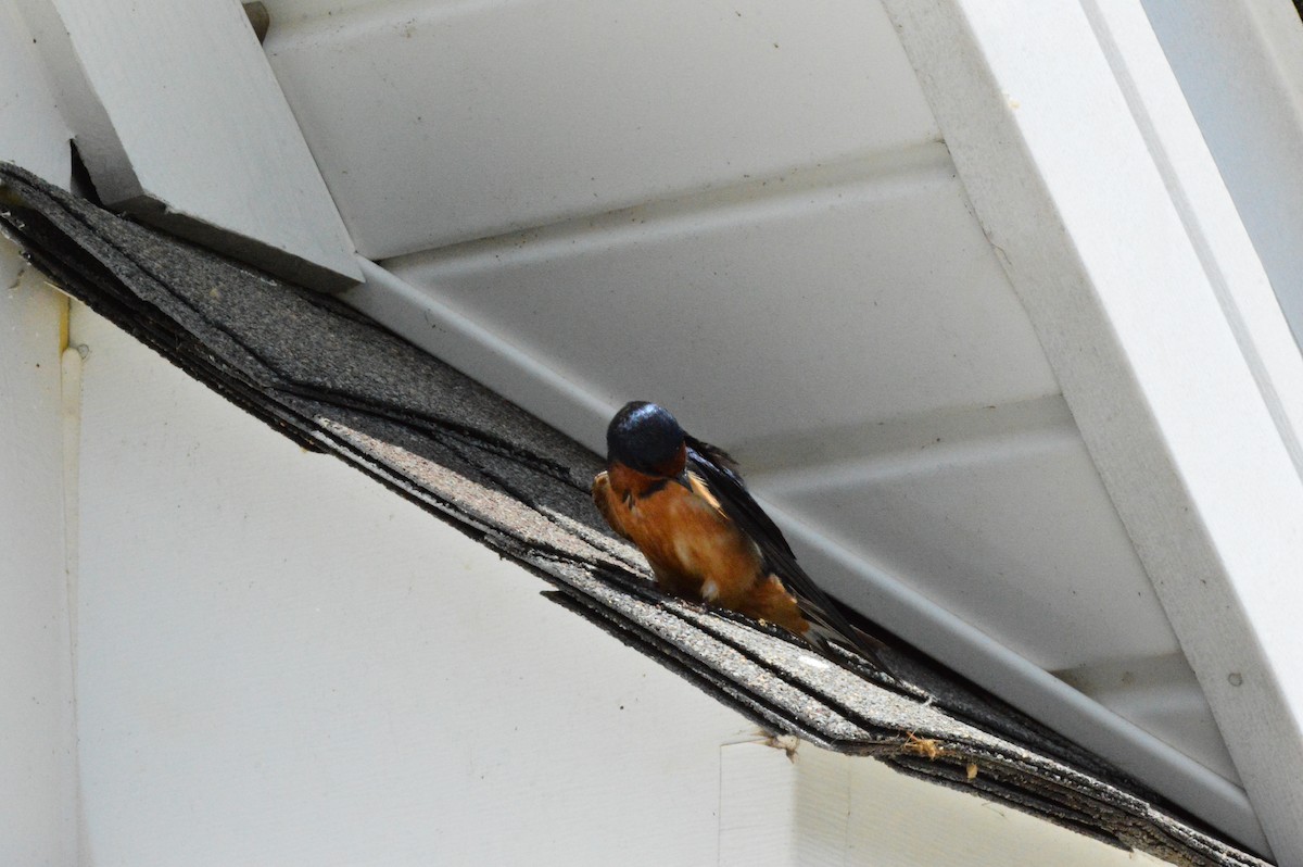 Barn Swallow (American) - ML618467683