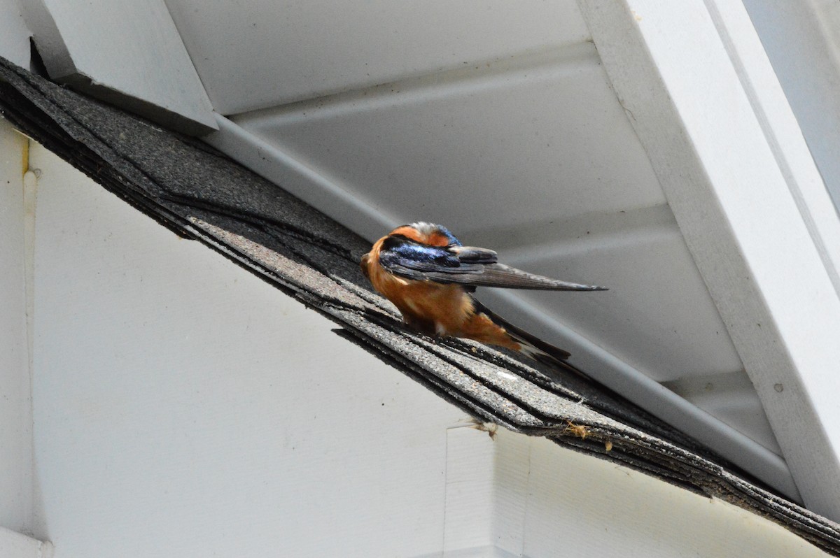 Barn Swallow (American) - ML618467685