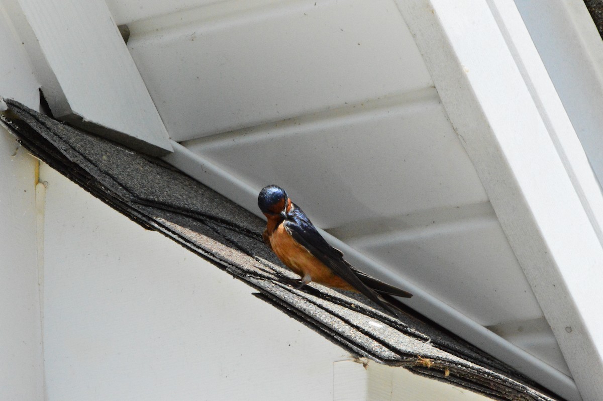 Barn Swallow (American) - ML618467686