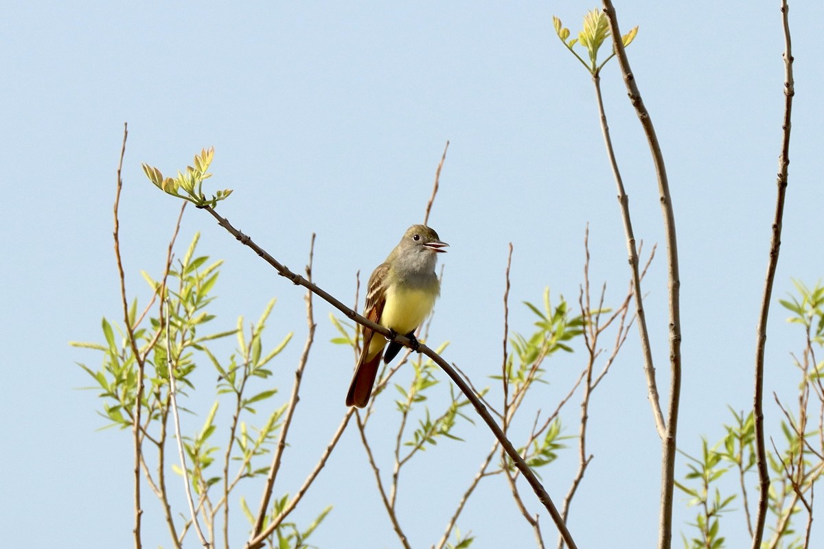 Great Crested Flycatcher - Fred Grenier