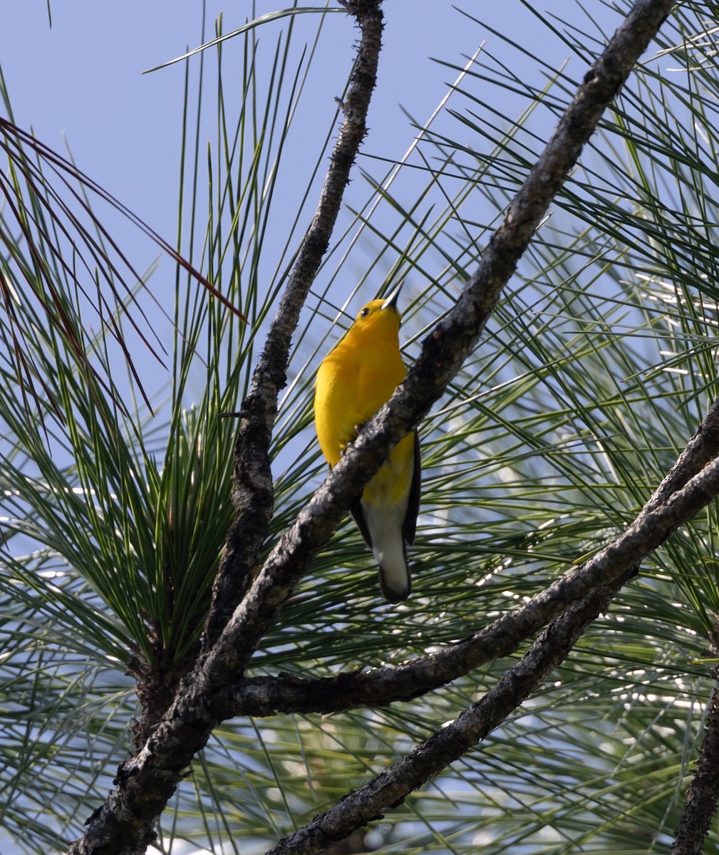 Prothonotary Warbler - ML618467730