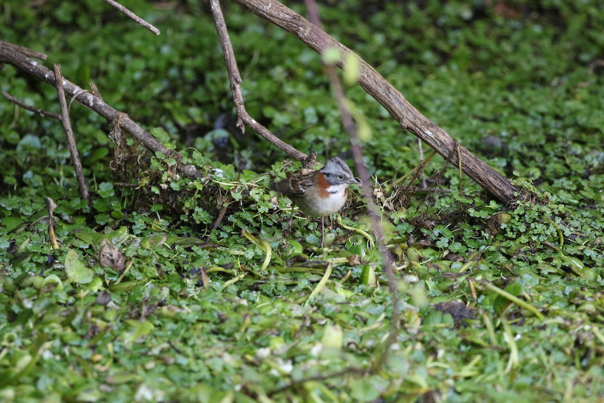 Rufous-collared Sparrow - ML618467731