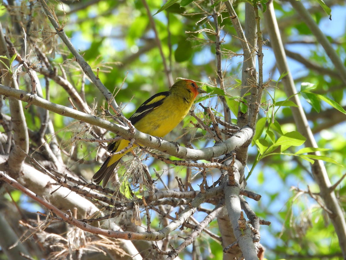 Western Tanager - ML618467742