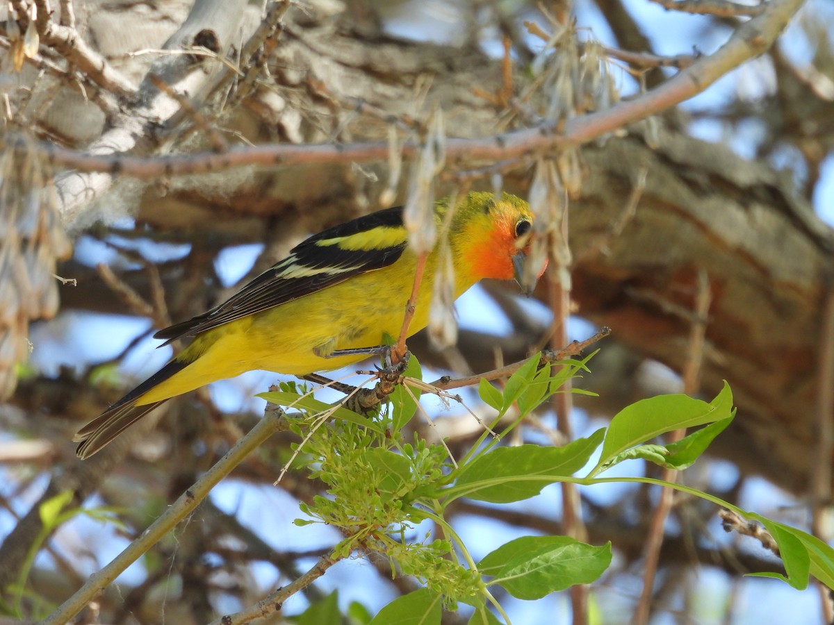Western Tanager - ML618467743