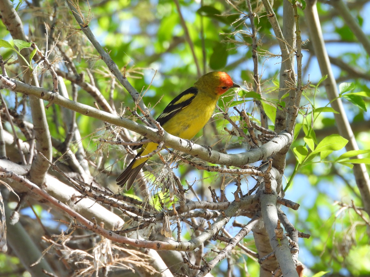 Western Tanager - ML618467744
