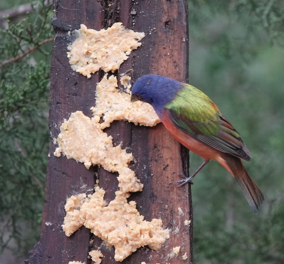 Painted Bunting - ML618467755