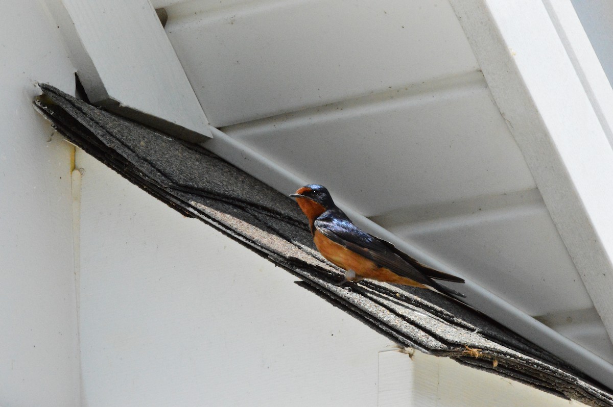 Barn Swallow (American) - ML618467769