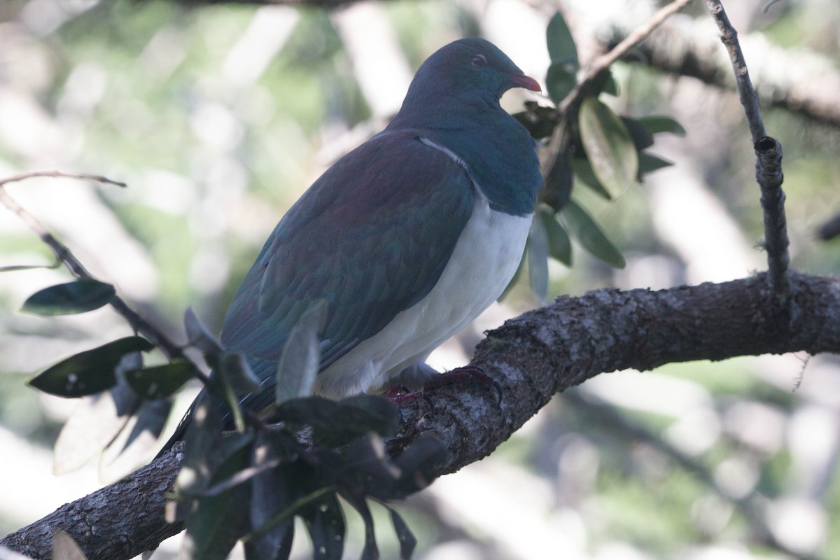 New Zealand Pigeon - ML618467771