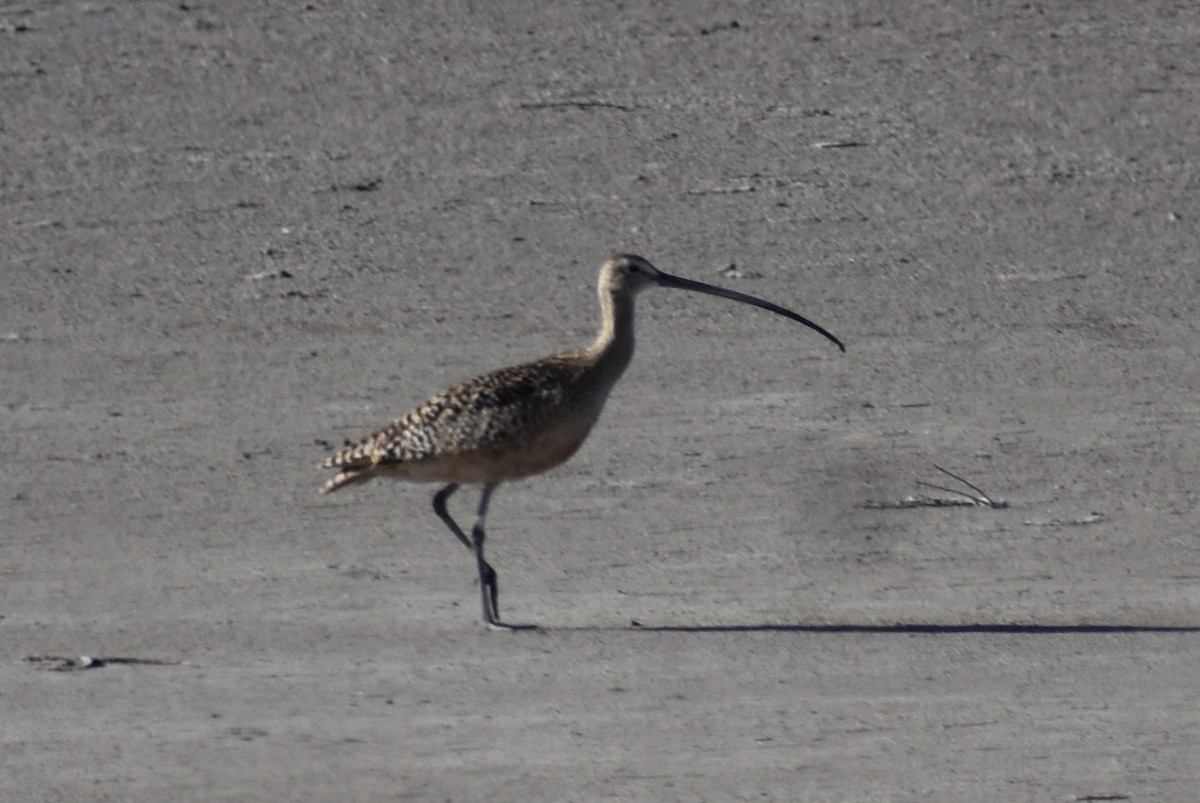 Long-billed Curlew - ML618467782