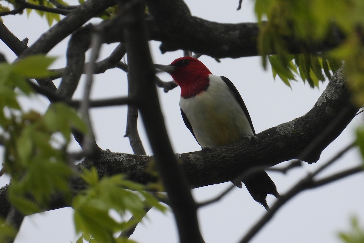 Red-headed Woodpecker - Matt Tobin