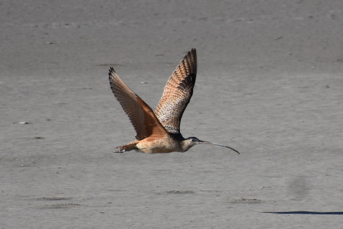 Long-billed Curlew - ML618467794