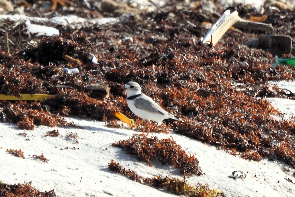 Piping Plover - ML618467831