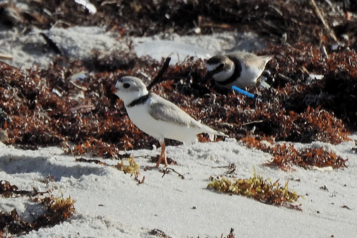 Piping Plover - ML618467832