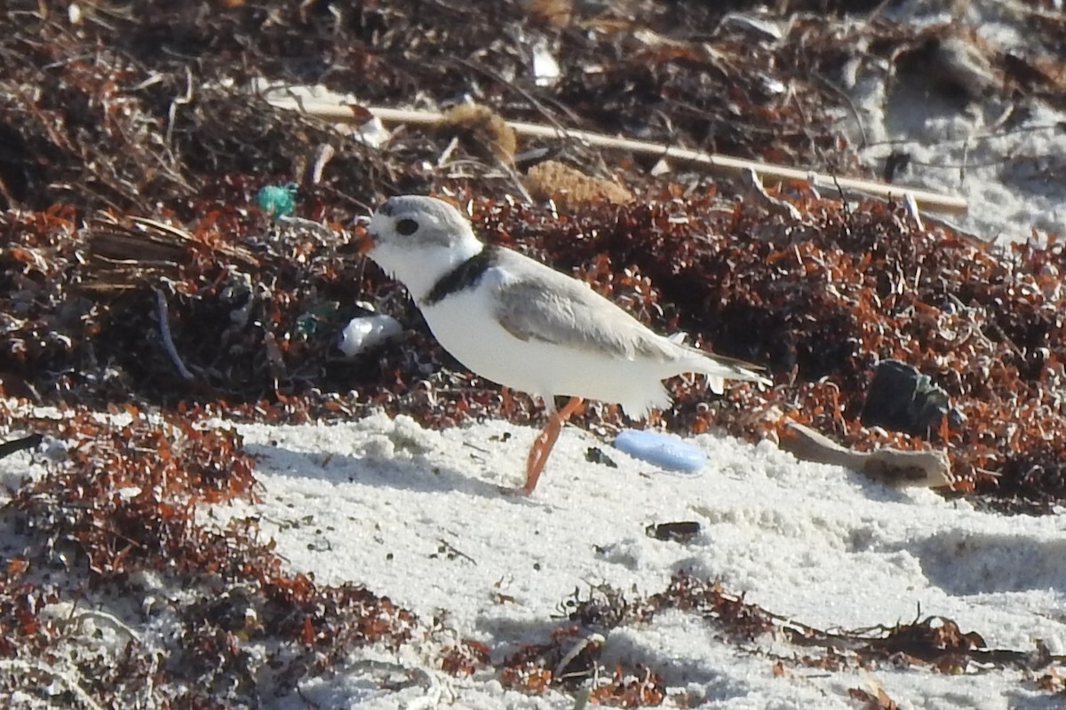 Piping Plover - ML618467833