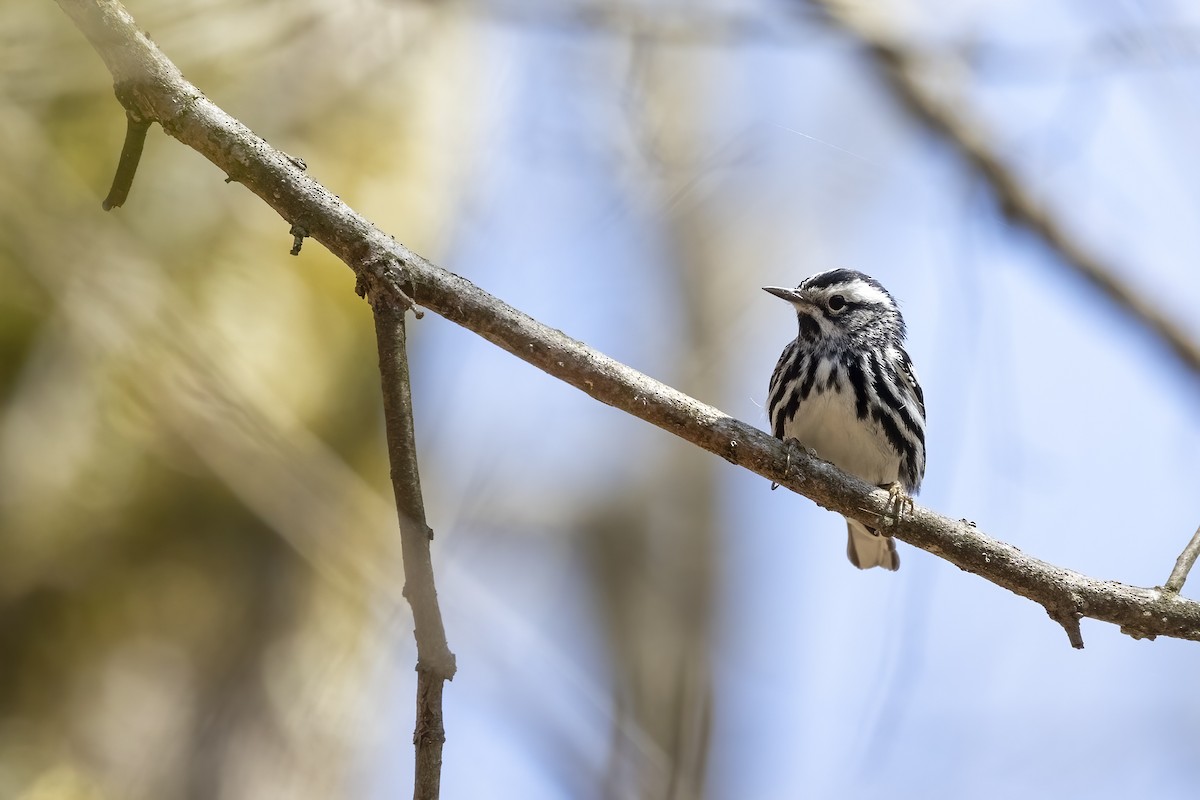 Black-and-white Warbler - ML618467854