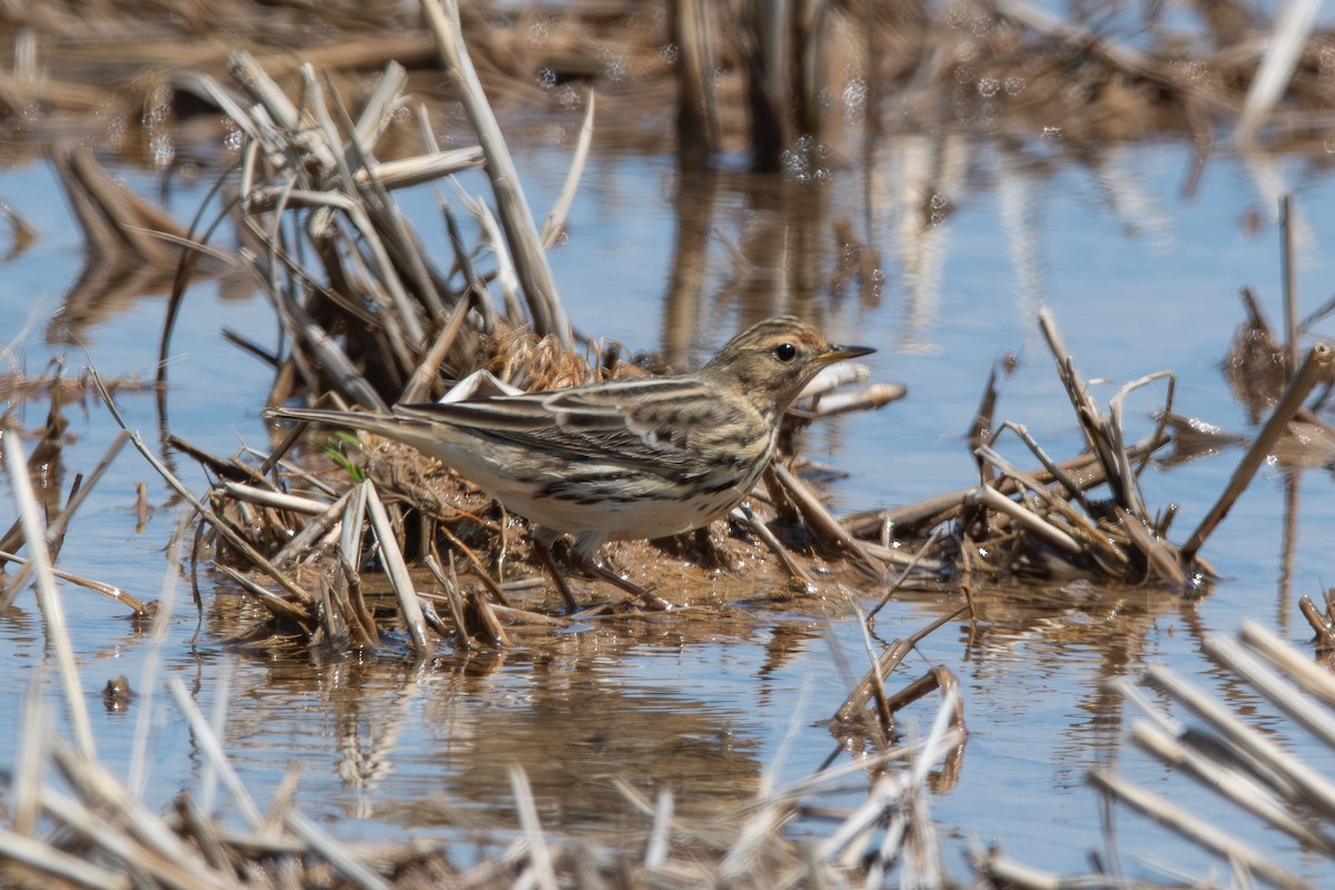 Red-throated Pipit - ML618467876