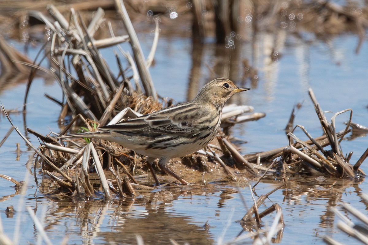 Red-throated Pipit - ML618467891