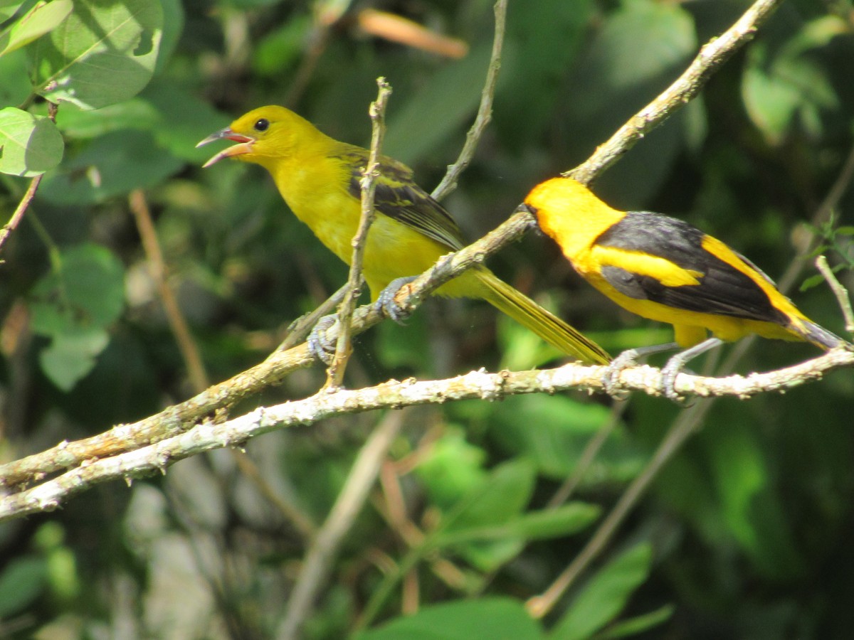 Yellow-tailed Oriole - ML618467895
