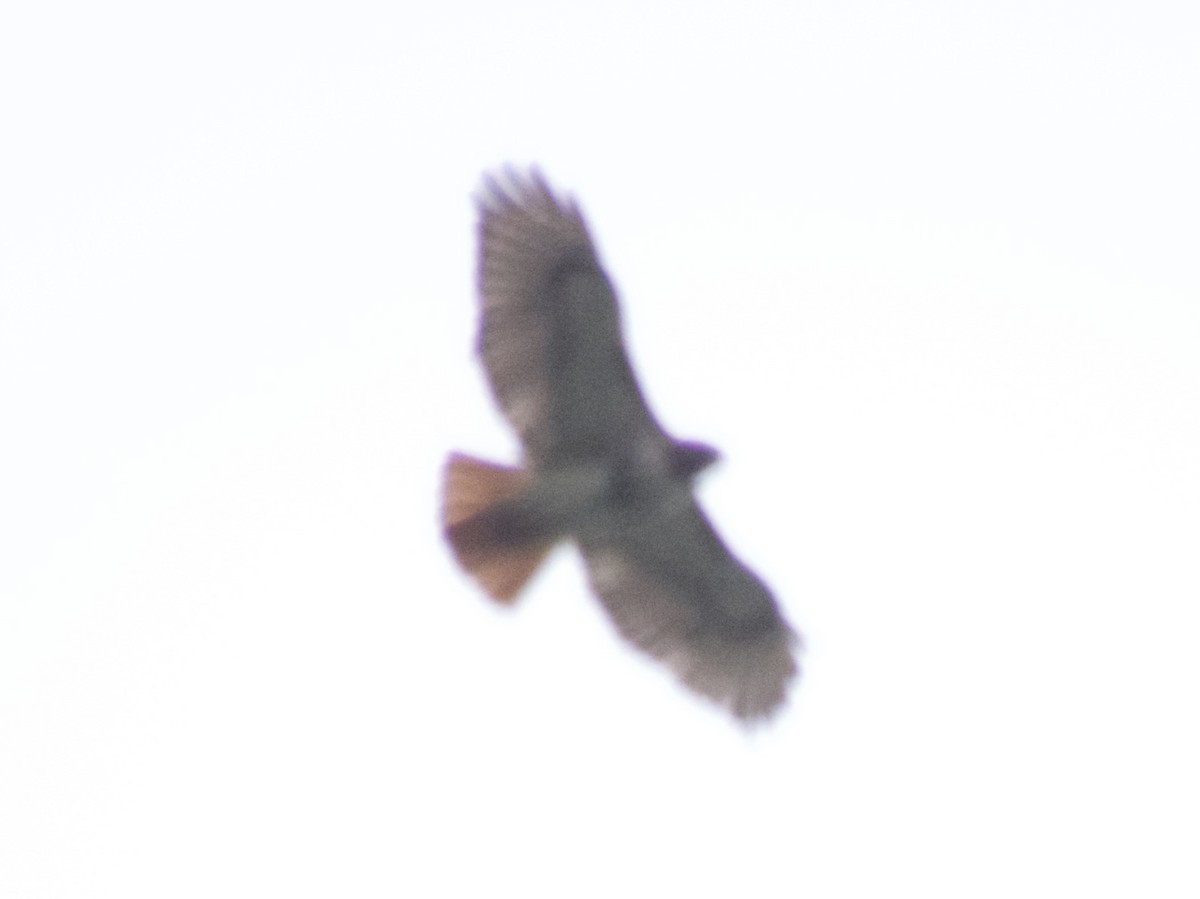 Red-tailed Hawk - ML618467901