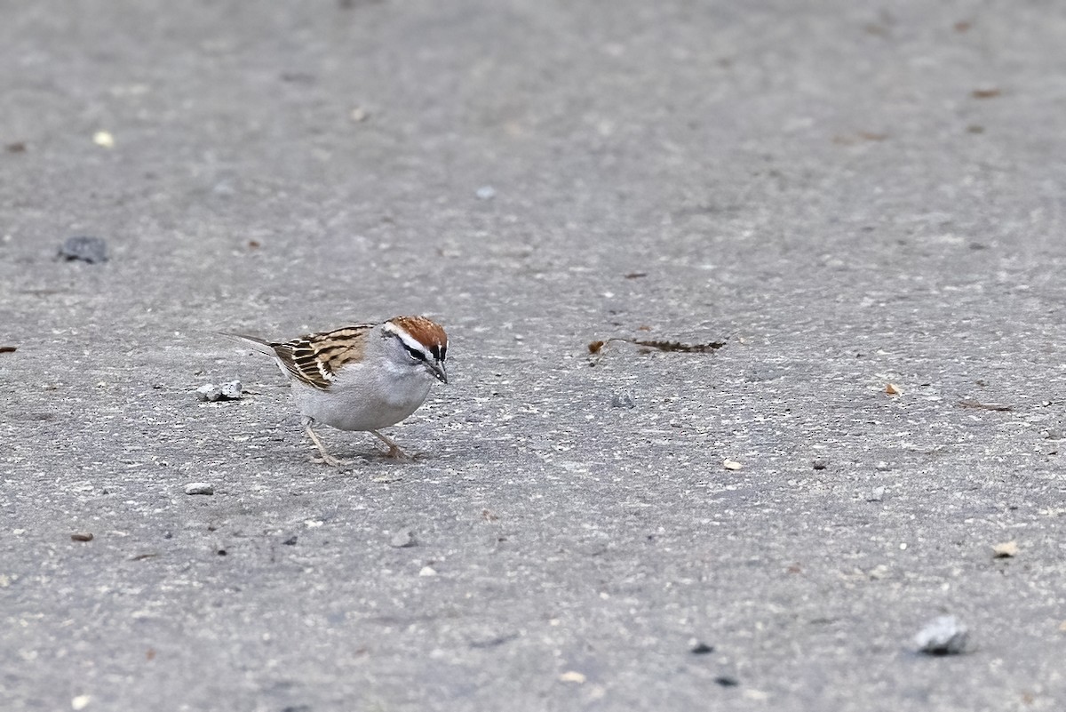 Chipping Sparrow - ML618467912
