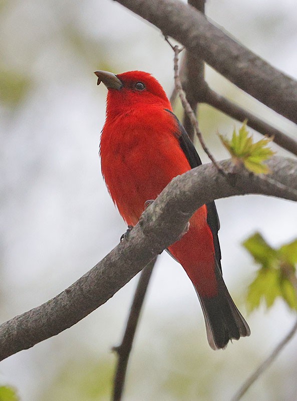 Scarlet Tanager - ML618467925