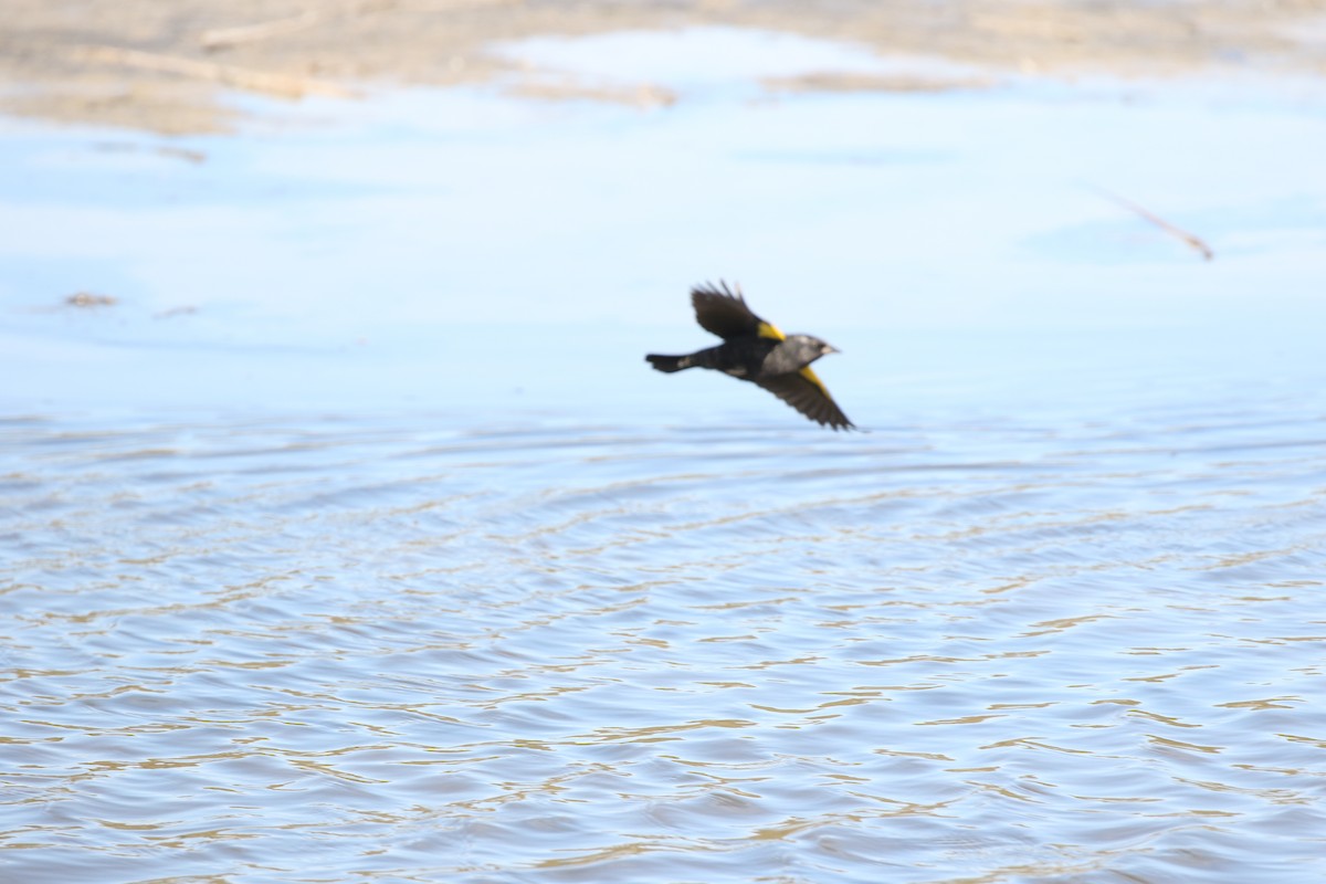 Yellow-winged Blackbird - ML618467946