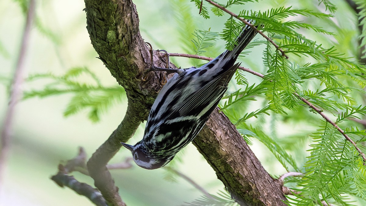 Black-and-white Warbler - ML618467961