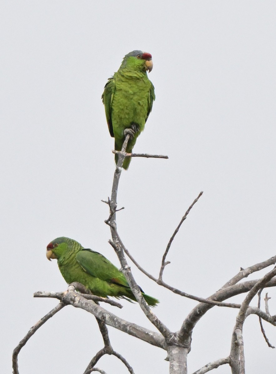 Lilac-crowned Parrot - ML618468015
