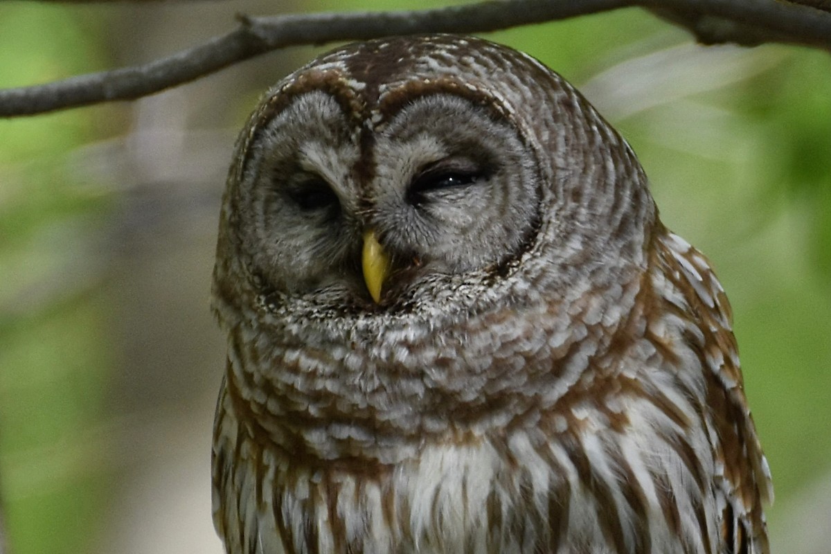 Barred Owl - ML618468067