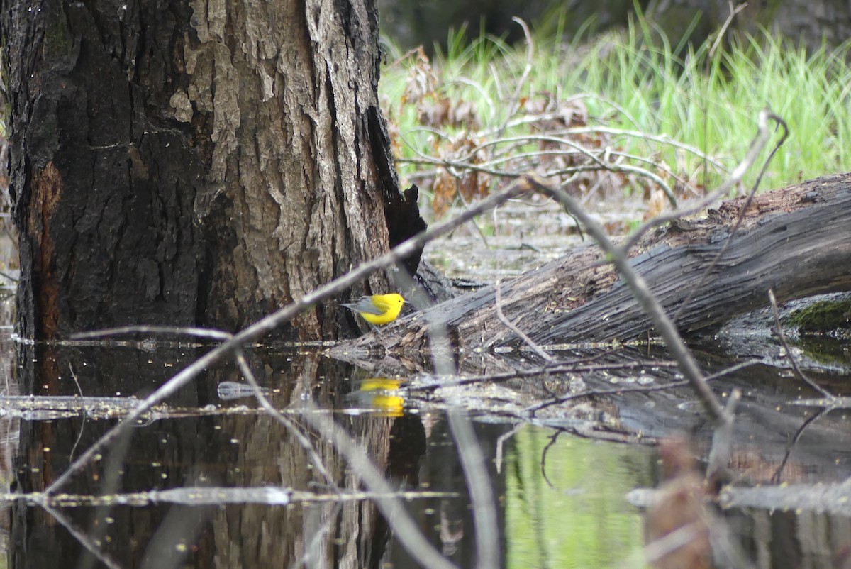 Prothonotary Warbler - ML618468073