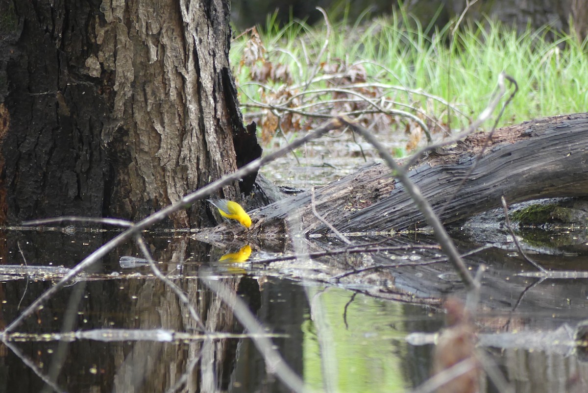 Prothonotary Warbler - ML618468078