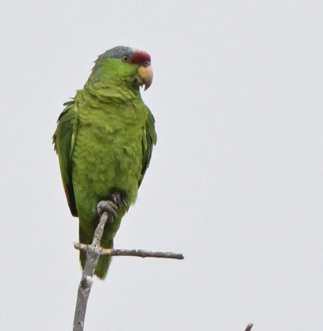 Lilac-crowned Parrot - Lisa Ruby