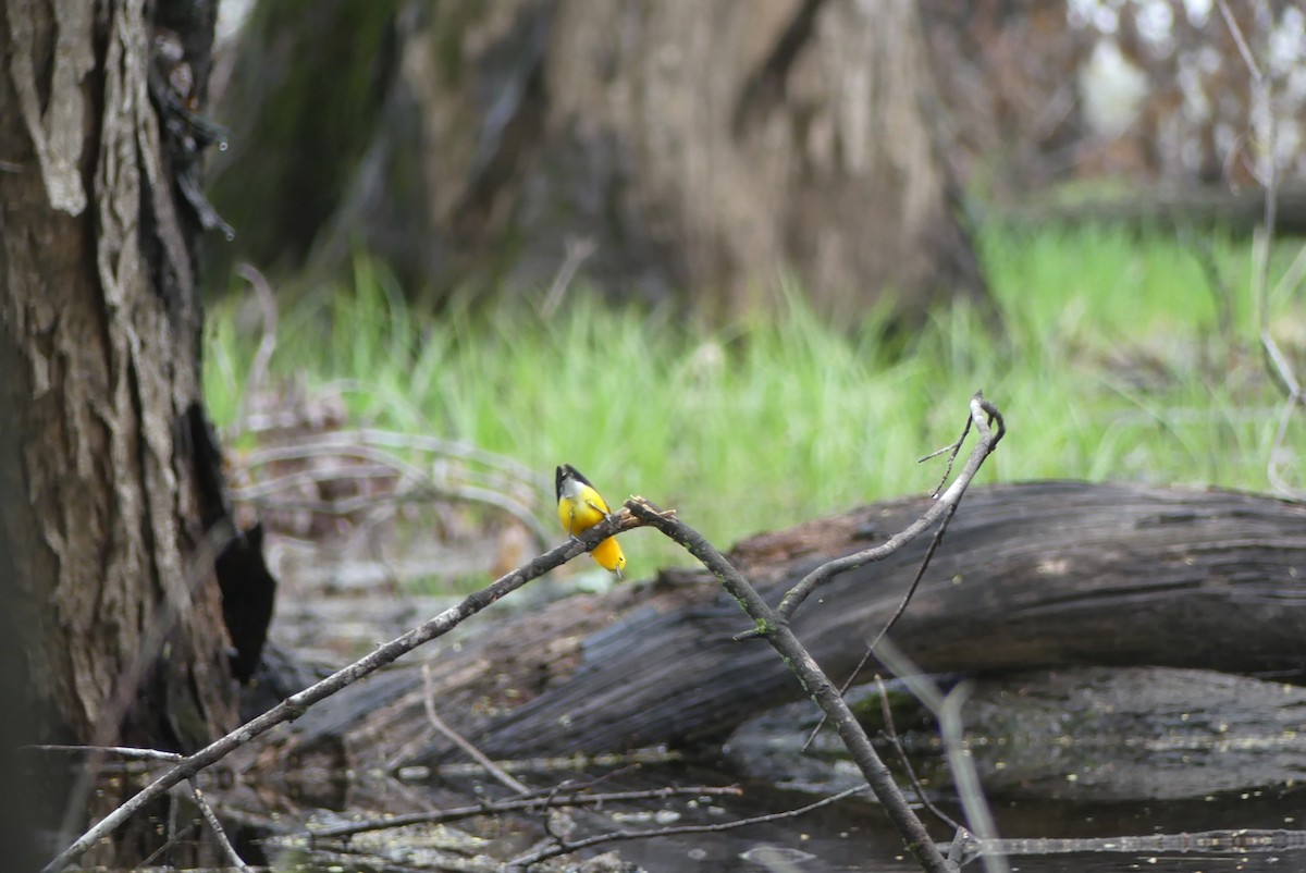 Prothonotary Warbler - ML618468080