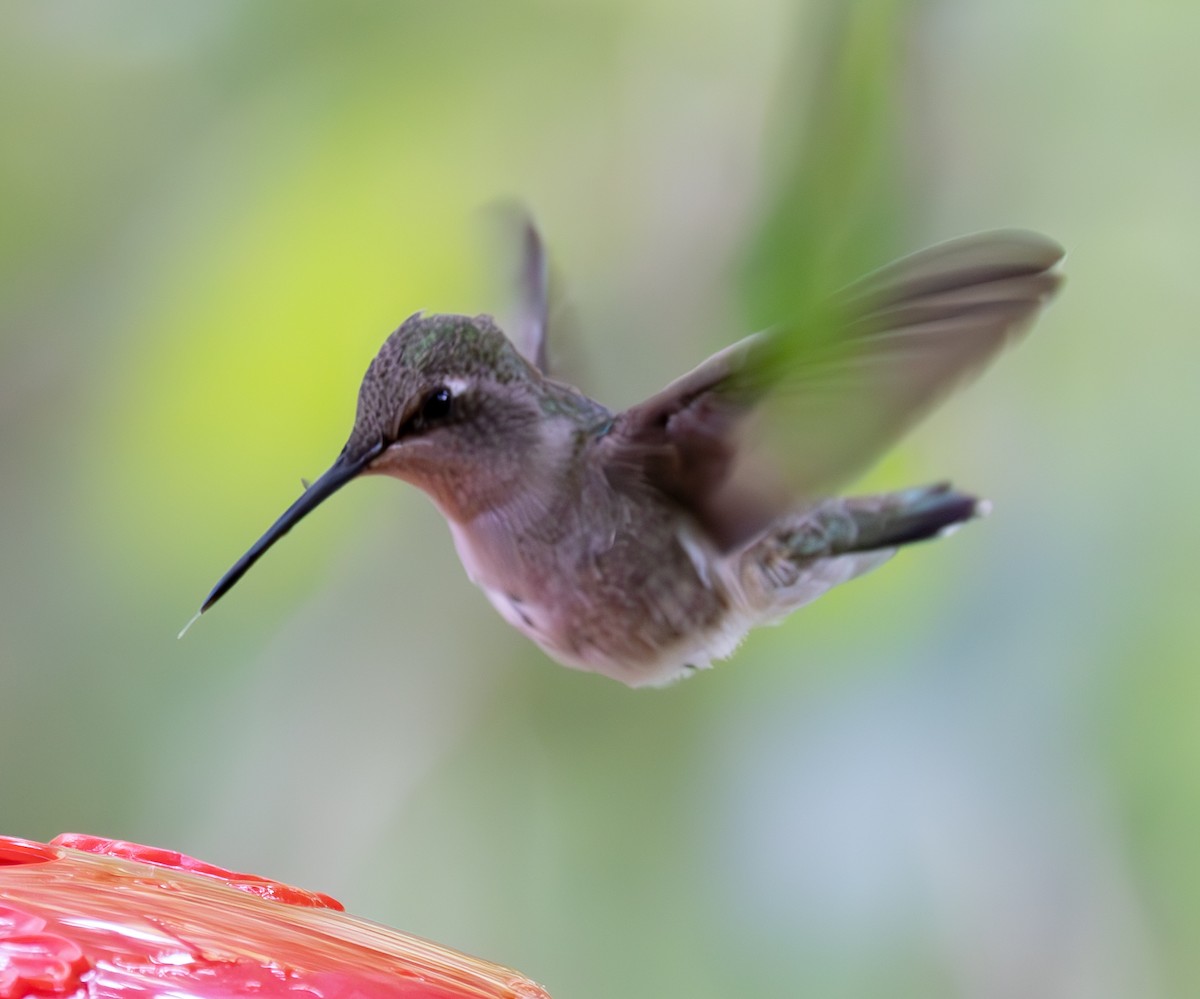 Black-chinned Hummingbird - ML618468085