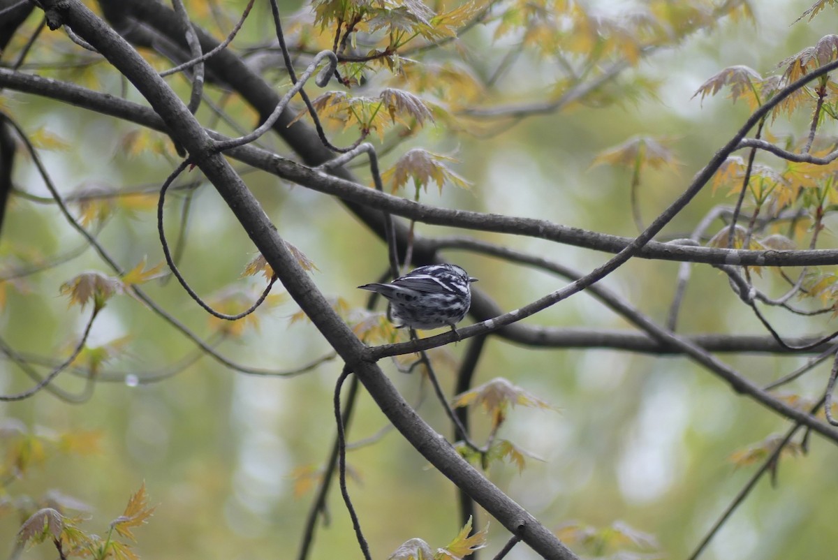 Black-and-white Warbler - ML618468099