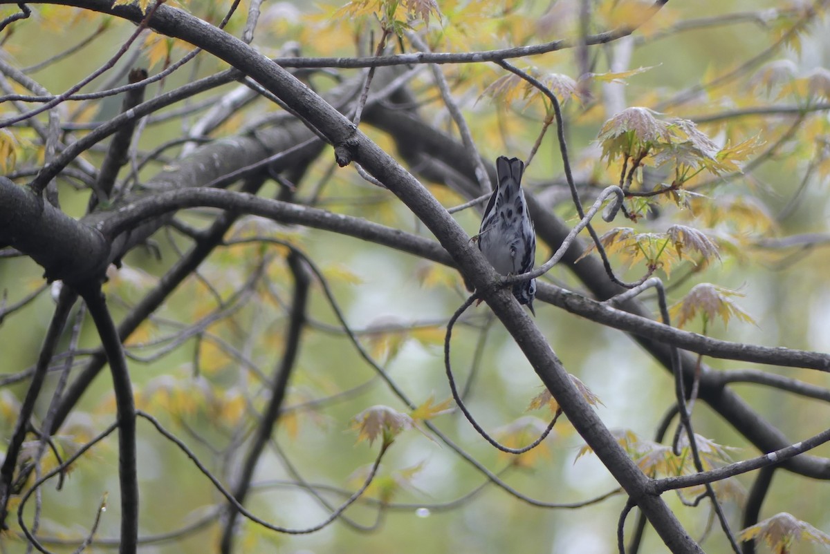 Black-and-white Warbler - ML618468108