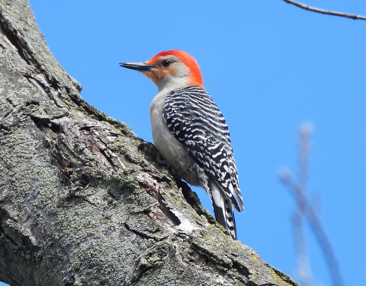Red-bellied Woodpecker - ML618468109