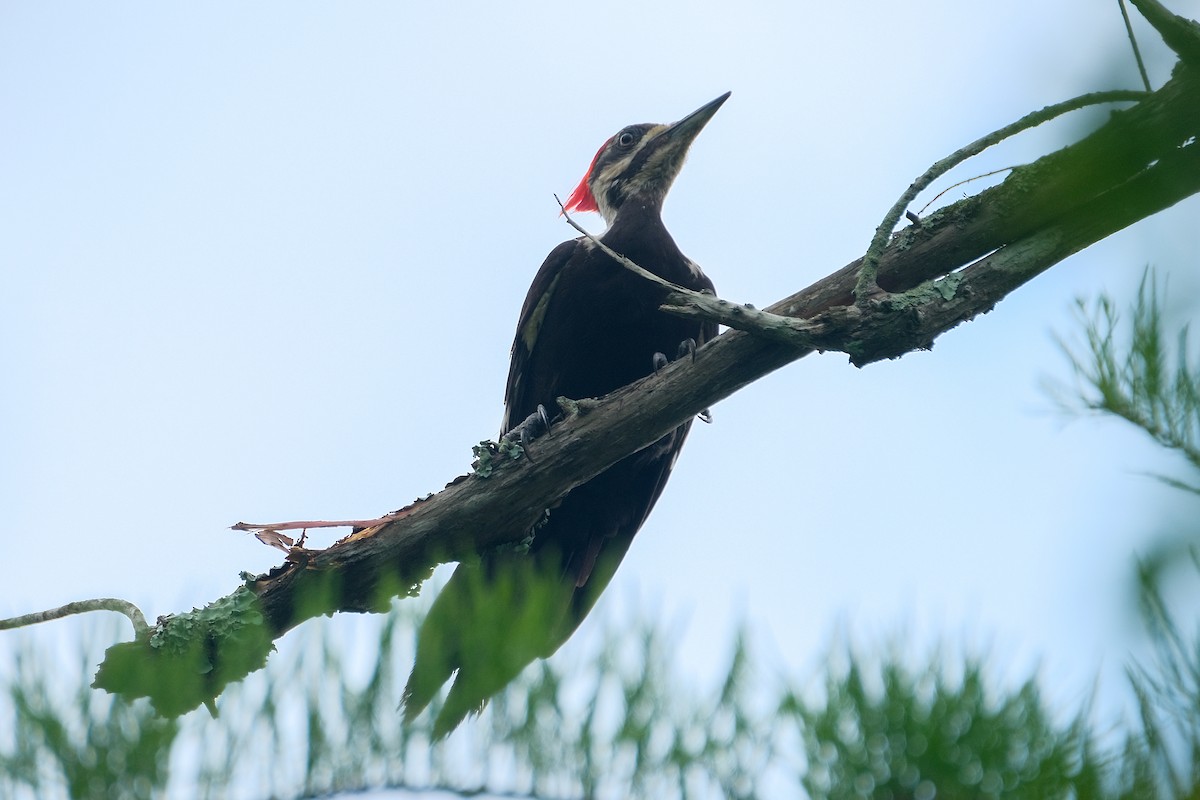 Pileated Woodpecker - James Smithers
